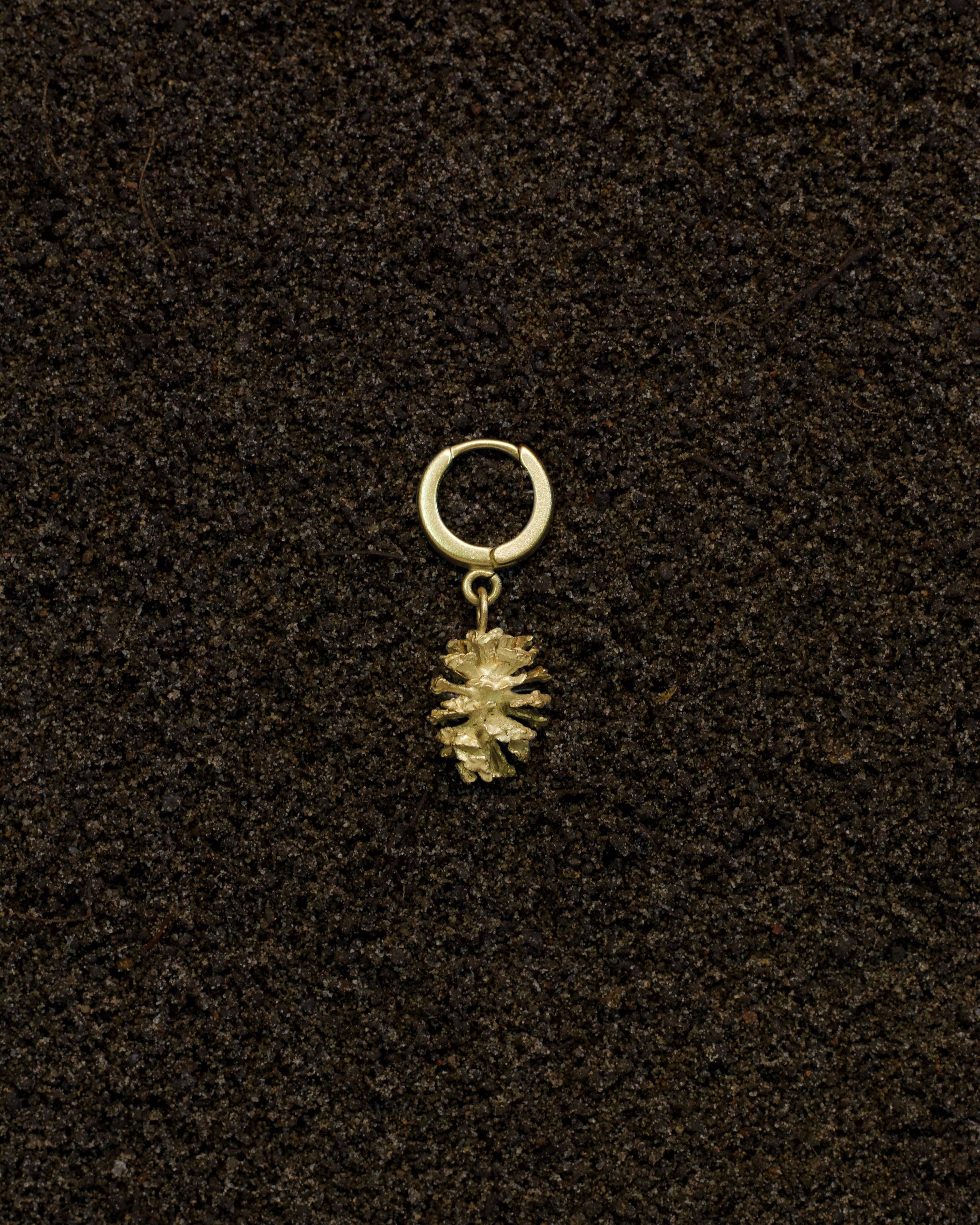 Alder cone