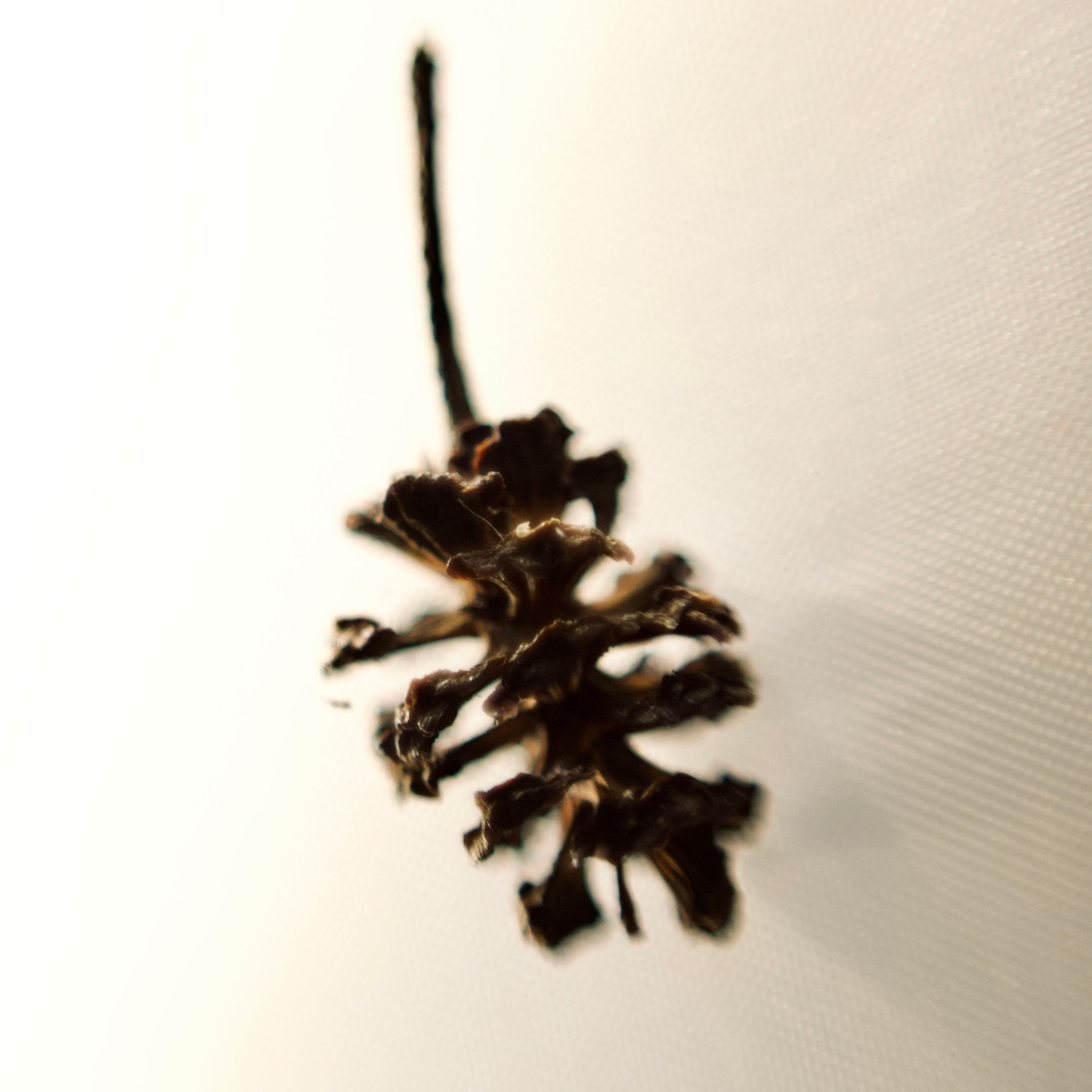 Alder cone