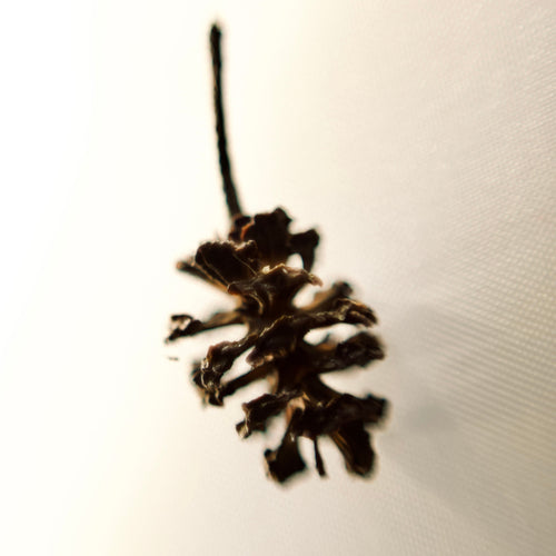 Alder cone